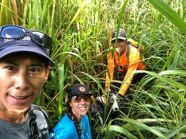 Team members Kawelu, Leah, Michelle and K9 Sheila following a trail through some thick buffalo grass during training 🌾🐾
&bull;&bull;&bull;
&bull;&bull;&bull;
&bull;&bull;&bull;
&bull;&bull;&bull;
#ksark9 #kauaisearchandrescuek9team #k9searchteam #s