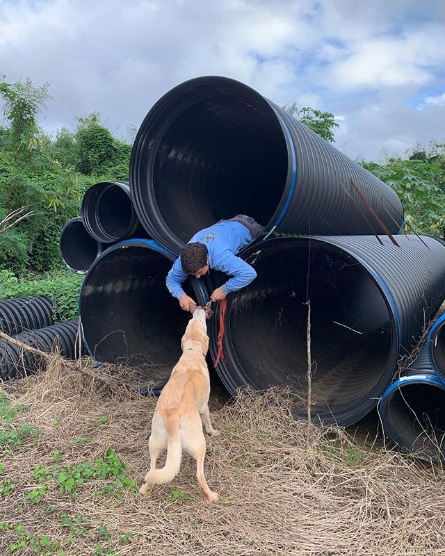Marley getting his reward after finding the subject! It&rsquo;s all about the tug for this boy 🐾 🧸 &bull;&bull;&bull;
&bull;&bull;&bull;
&bull;&bull;&bull;
&bull;&bull;&bull;
#ksark9 #kauaisearchandrescuek9team #k9searchteam #searchandrescue #servi