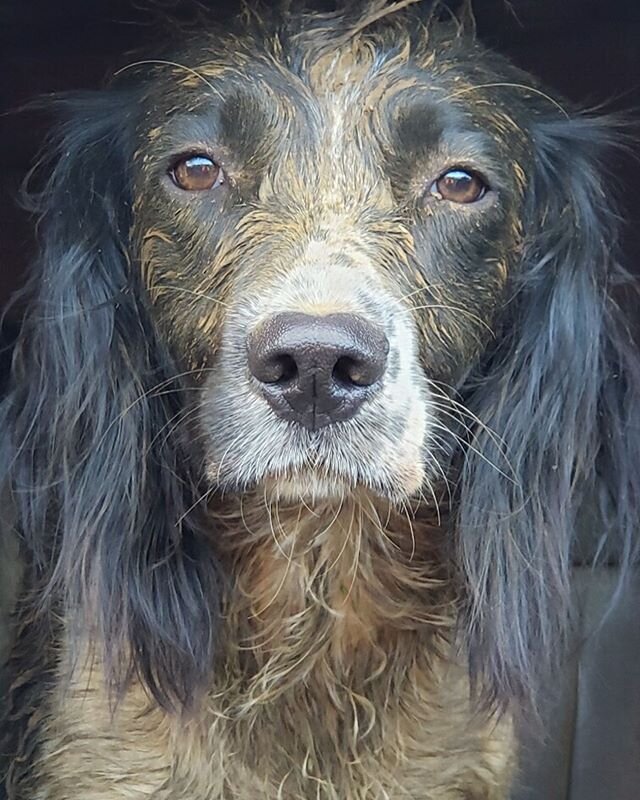 We got a little muddy during training today! 🐾👏🏼😆 &bull;&bull;&bull;
&bull;&bull;&bull;
&bull;&bull;&bull;
&bull;&bull;&bull;
#ksark9 #kauaisearchandrescuek9team #k9searchteam #searchandrescue #servicedog #searchdog #dogsofinstagram #workingdogs 