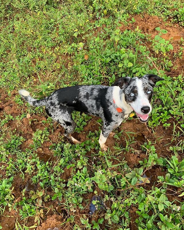 Sheila did a great job finding her 2 lost subjects today! We came across 2 other 4 legged friends in our search area 🐴 🐾 &bull;&bull;&bull;
&bull;&bull;&bull;
&bull;&bull;&bull;
&bull;&bull;&bull;
#ksark9 #kauaisearchandrescuek9team #k9searchteam #