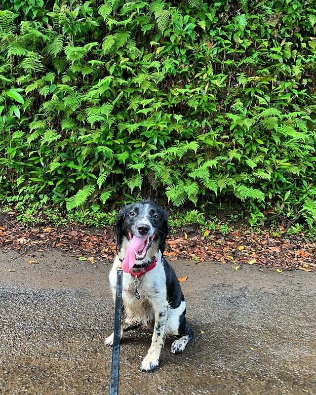 Tongue out Tuesday with Hayley 😛 🐾 &bull;&bull;&bull;
&bull;&bull;&bull;
&bull;&bull;&bull;
&bull;&bull;&bull;
#ksark9 #kauaisearchandrescuek9team #k9searchteam #searchandrescue #servicedog #searchdog #dogsofinstagram #workingdogs #kauai #sardog