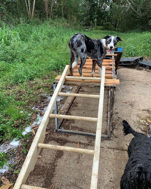 The three amigos doing some mid-week agility training! It&rsquo;s fun working our dogs on ladders, planks and other obstacles. It boosts their confidence, strengthens the relationship with their handler and helps them realize they also have two back 