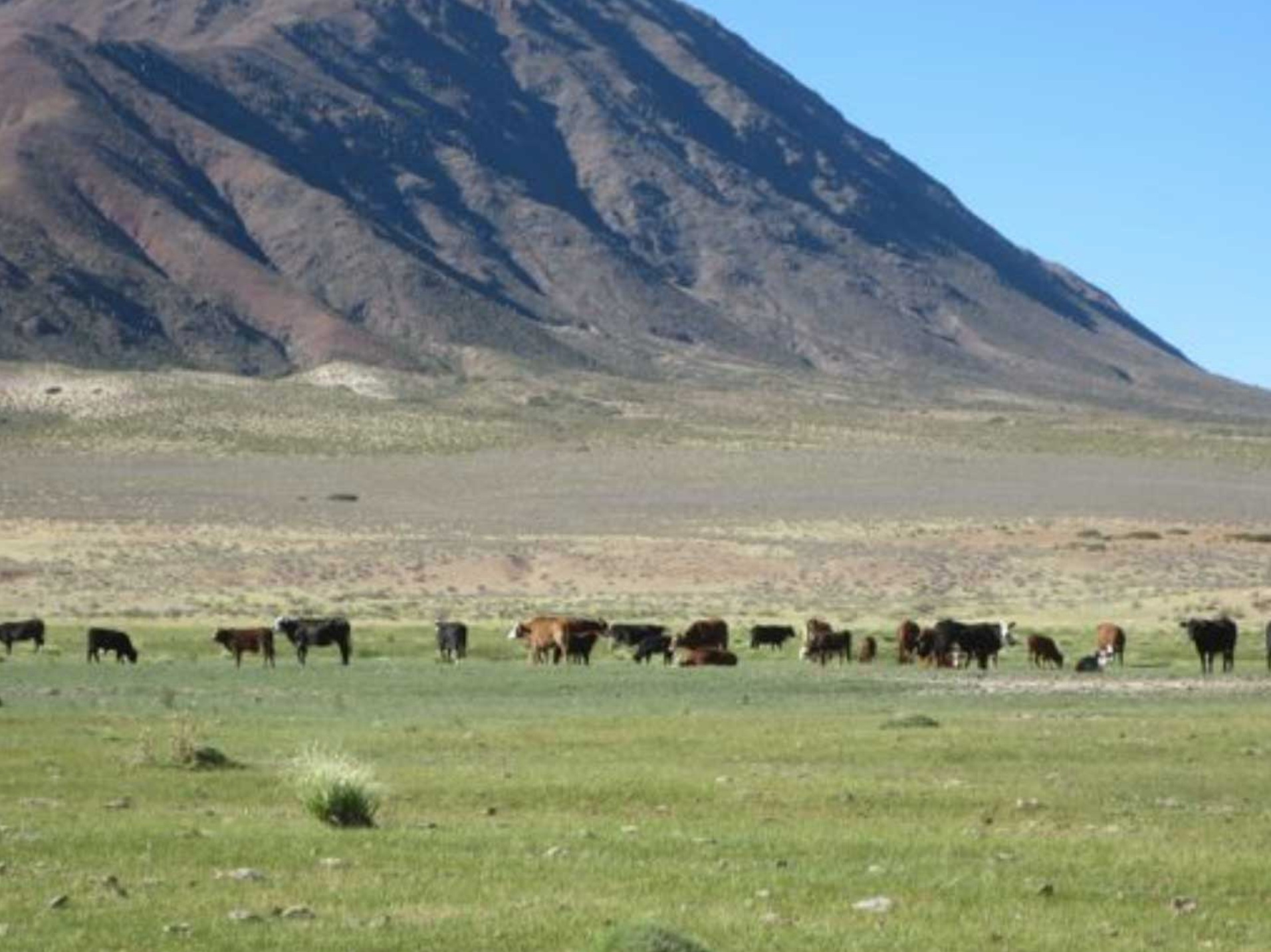 Ignorance is bliss, a small herd peacefully gathered in the meadow.