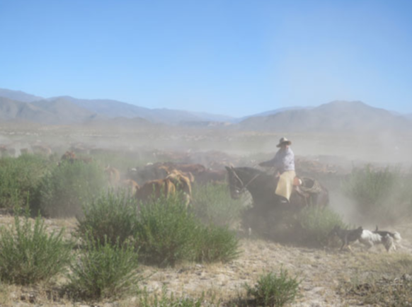 José wrangles the cattle as a dust cloud gathers.