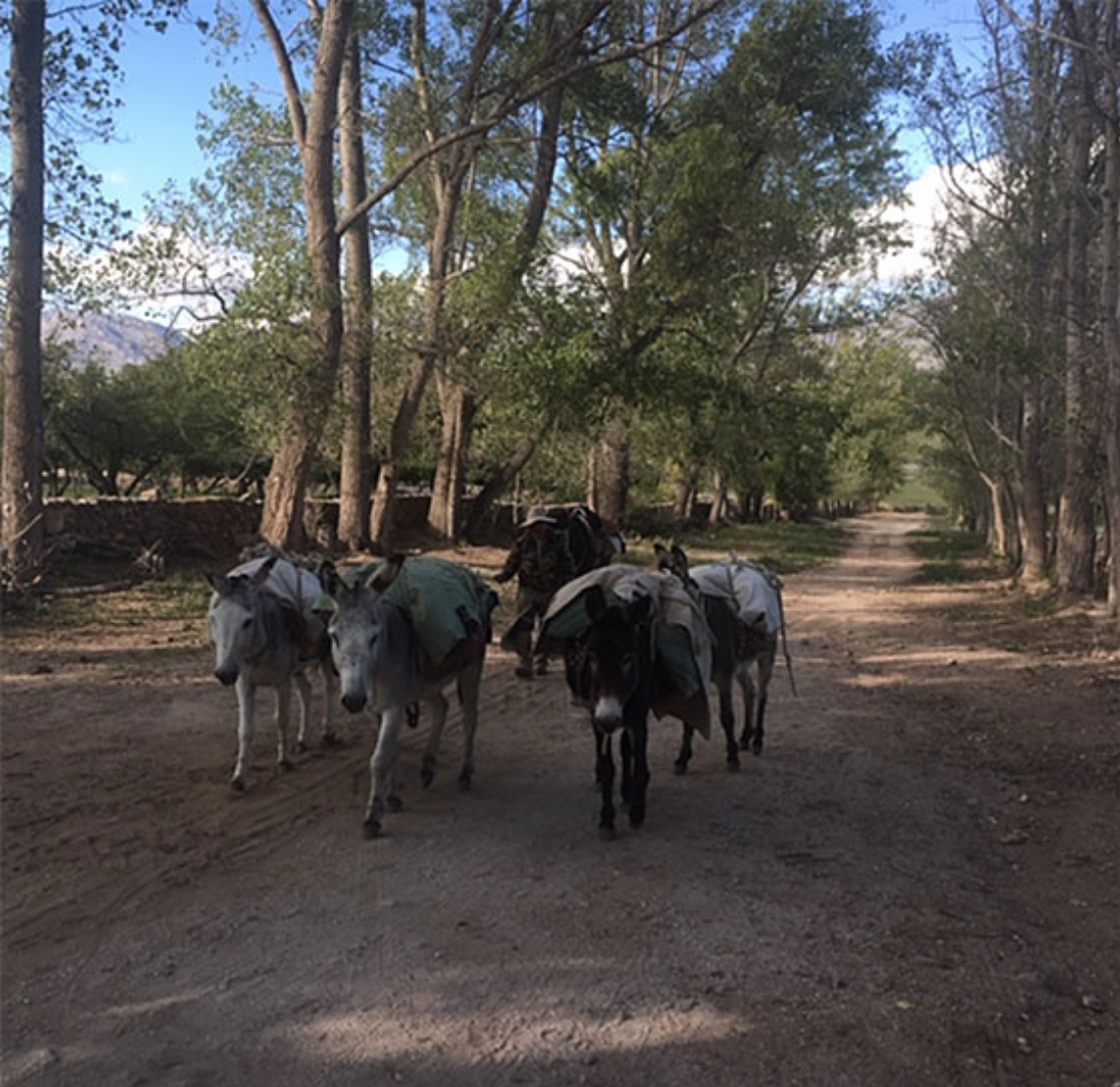 And the pack animals bring up the rear