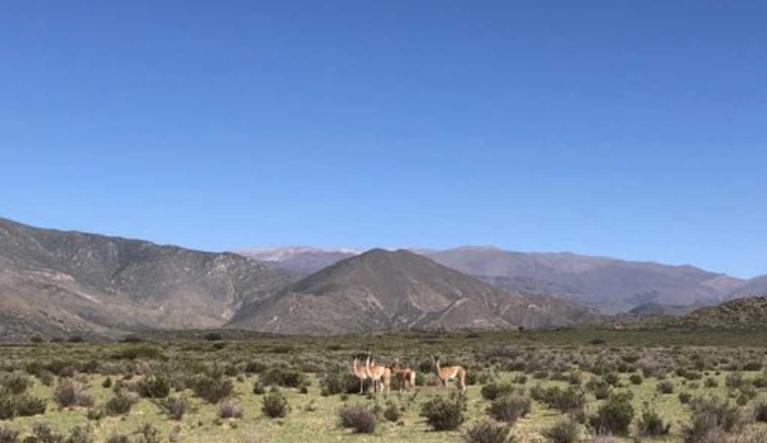 Guanaco pasture on tender grasses and tough monte