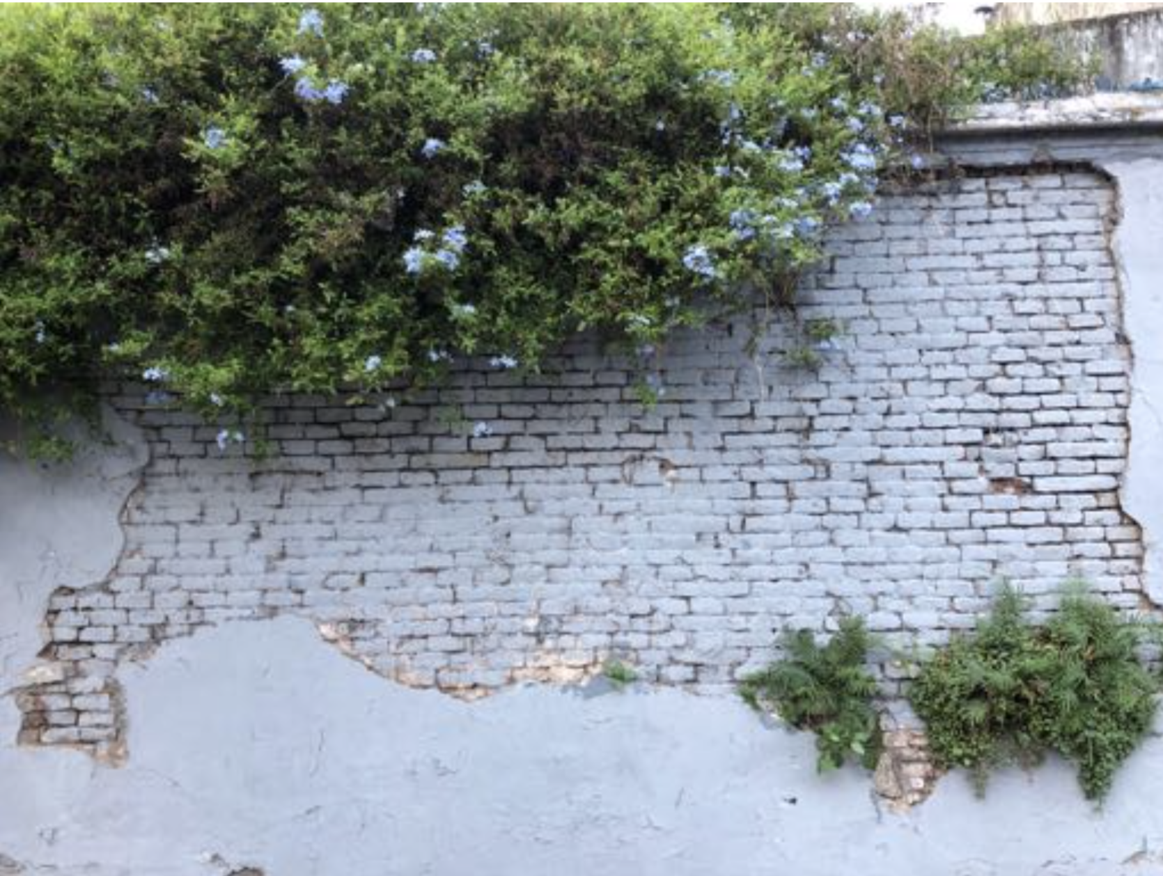 Nature imitates art...a crumbling wall in Palermo Soho