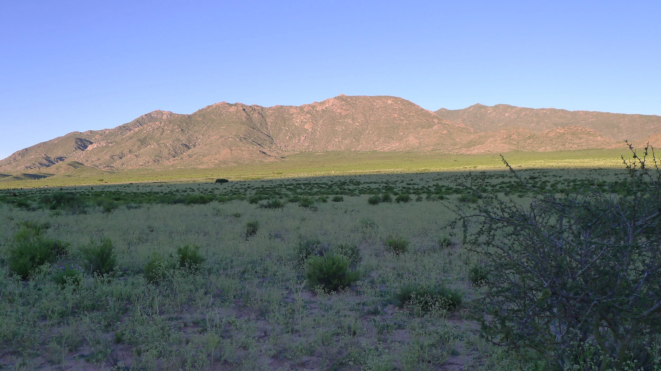 The Herd First Appeared as a Cloud of Dust…