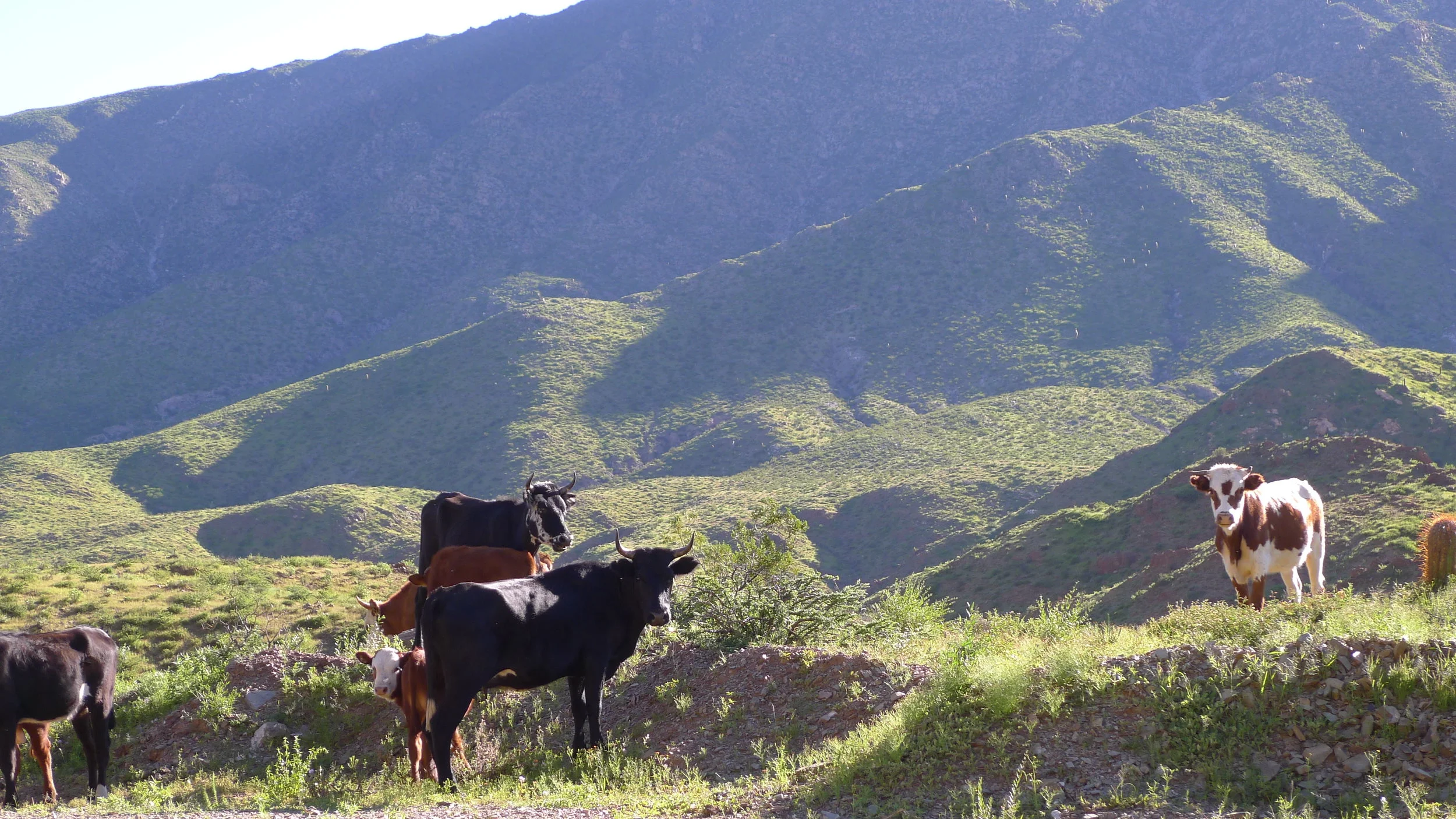 Revolution on the Ranch