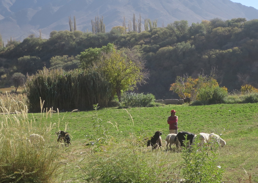 A shepherd and his dog keep watch over their flock in Cachi Adentro.