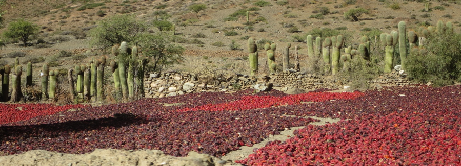 Looking over an adobe wall into a cancha of drying pimiento. Another wall of cardón cactus and stone protects the rear and sides of the cancha.