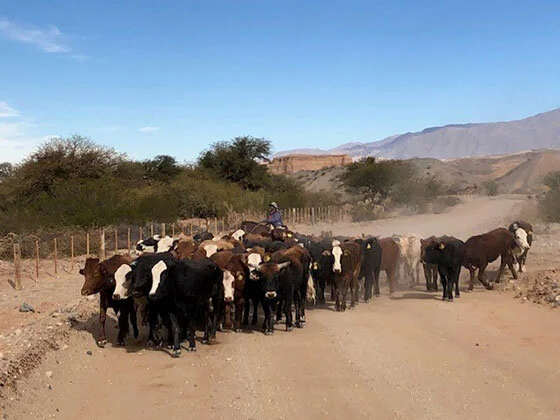 Argentina's Experience with Fake Money