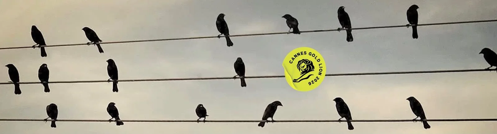 thumb_birds_2026.jpeg