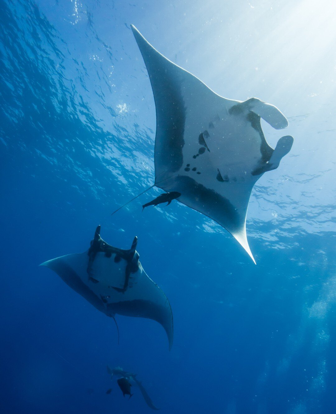 Encountering the giant oceanic mantas is one of the most mesmerizing experiences a diver could ever have.⁠
We have been to the Revillagigedo island (aka Socorro) to make it happen for our divers, would you like to join us for the next expedition?⁠
.⁠