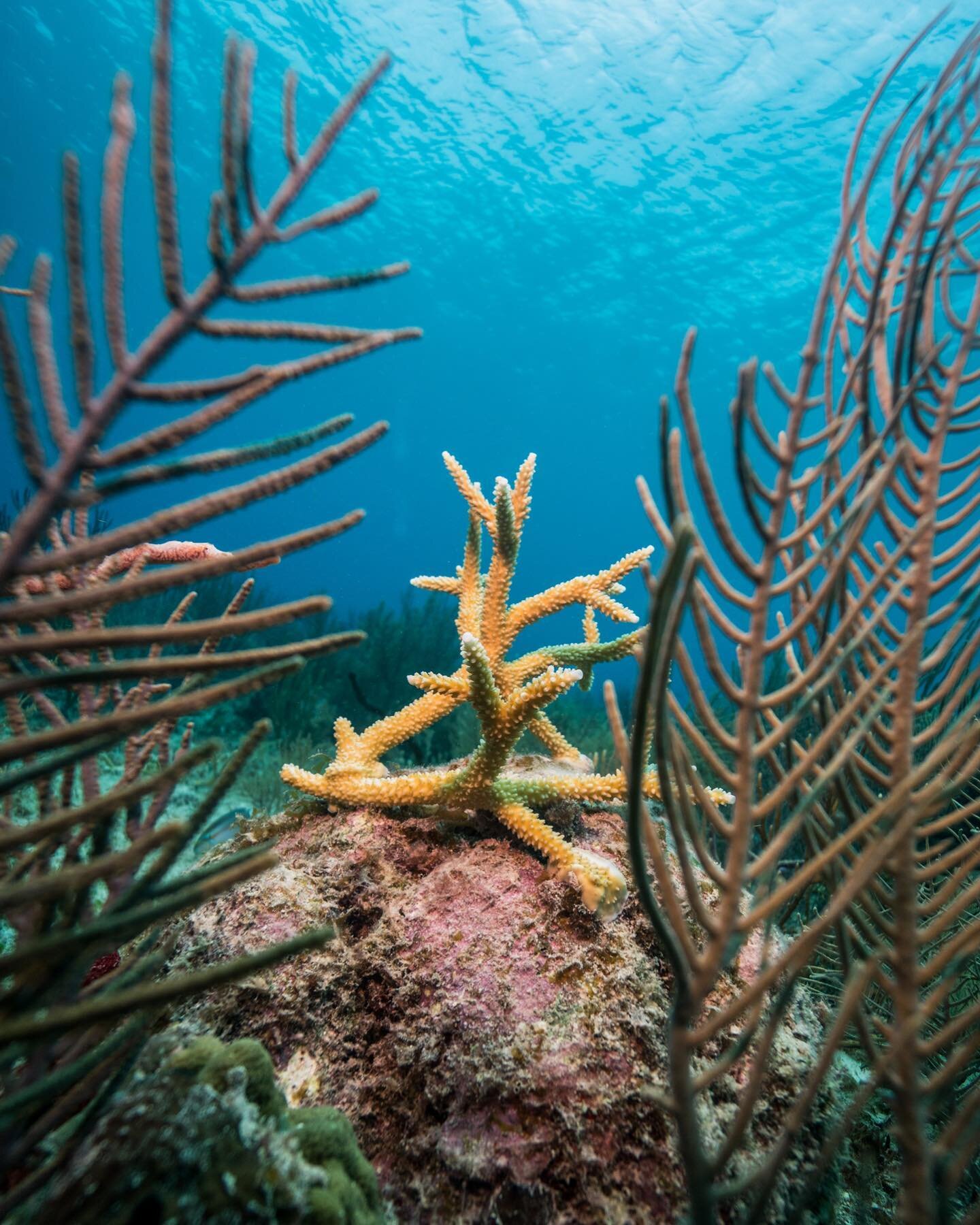 A champion staghorn coral settling well on the reef!
.
@maigarmendia from @coralisma_mx travelled to Playa del Carmen to pay a visit to the corals we outplanted together on the reef in March
.
Even though most corals are doing well and growing fast, 