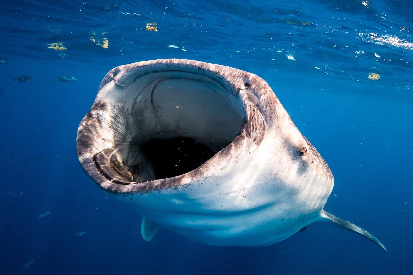 It&rsquo;s full moon tomorrow and we expect to see loads of gentle giants feeding 🌝🐋🦈
.
The season ends mid September, don&rsquo;t wait an longer and if you around DM me to go on an epic whale sharks expedition!