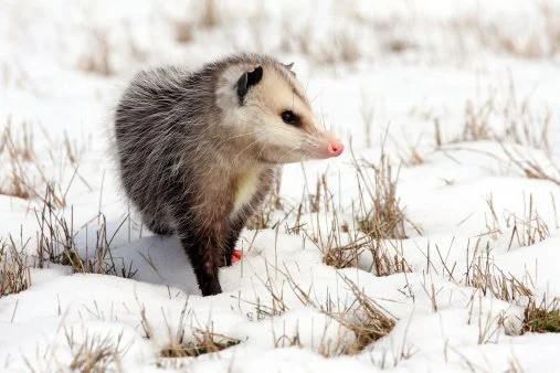 opossum winter.jpg