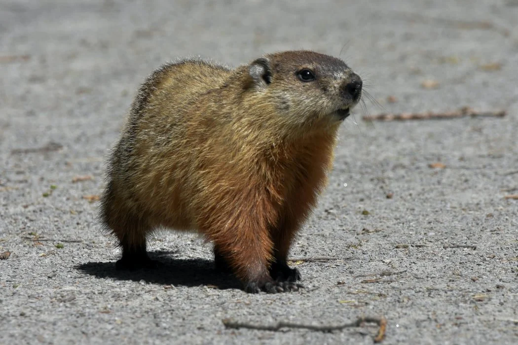 Groundhog.jpg
