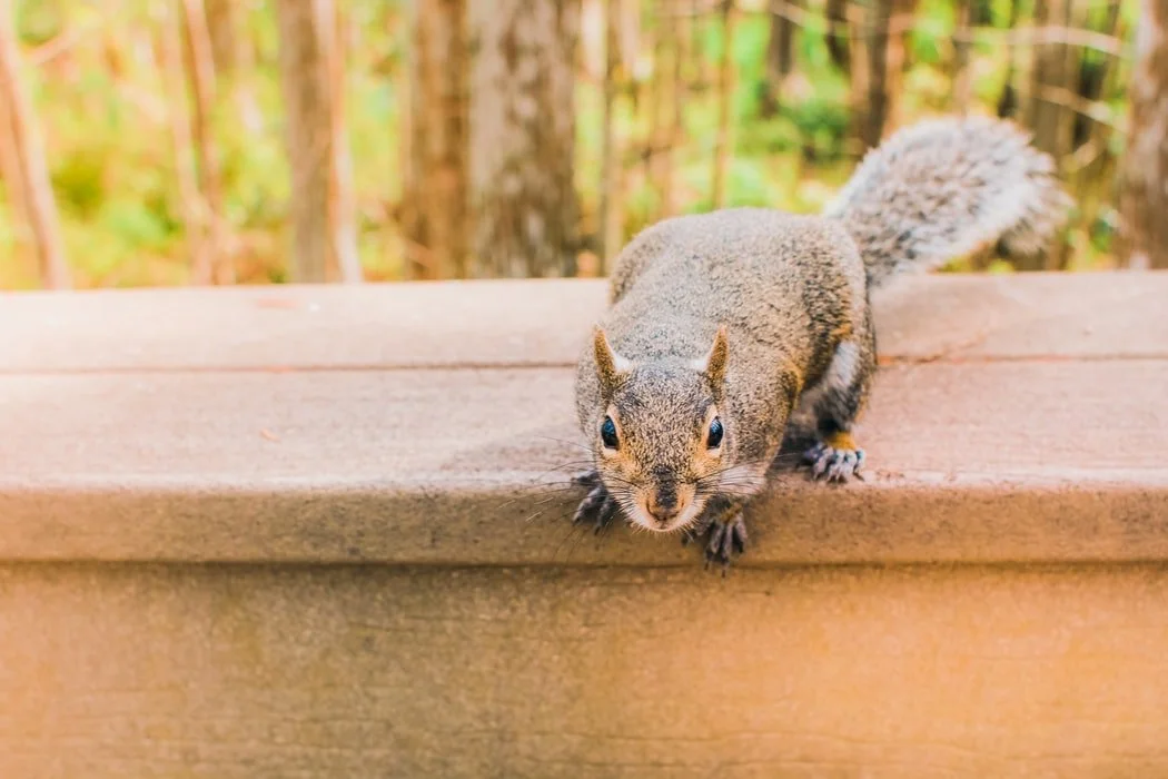 Squirrel.jpg