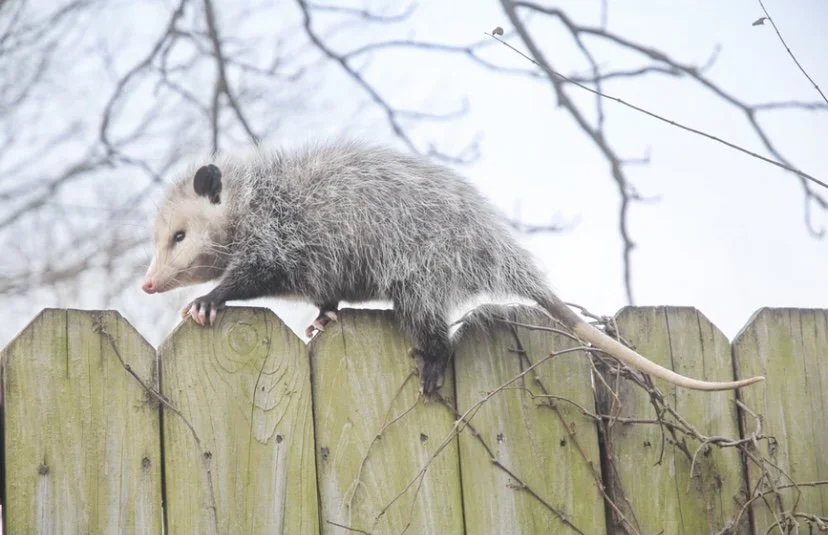 Opossum.jpeg