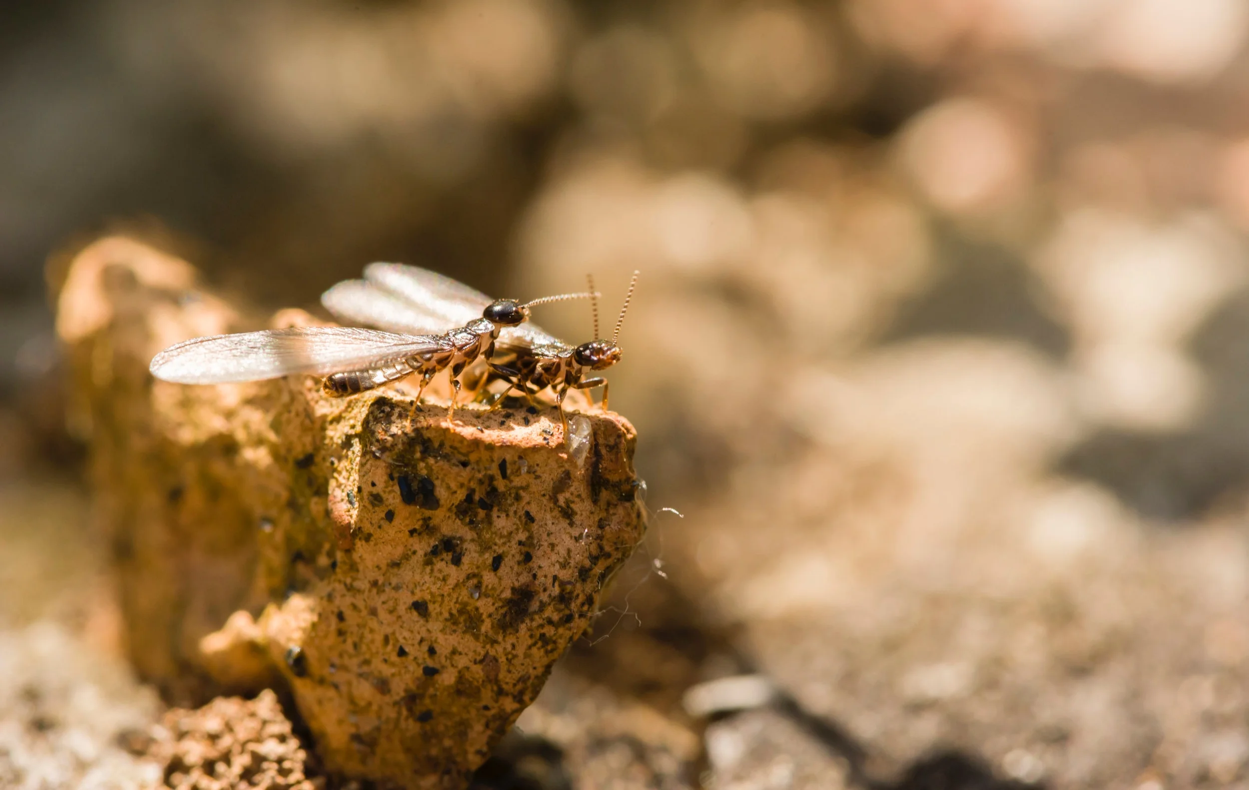 Termites