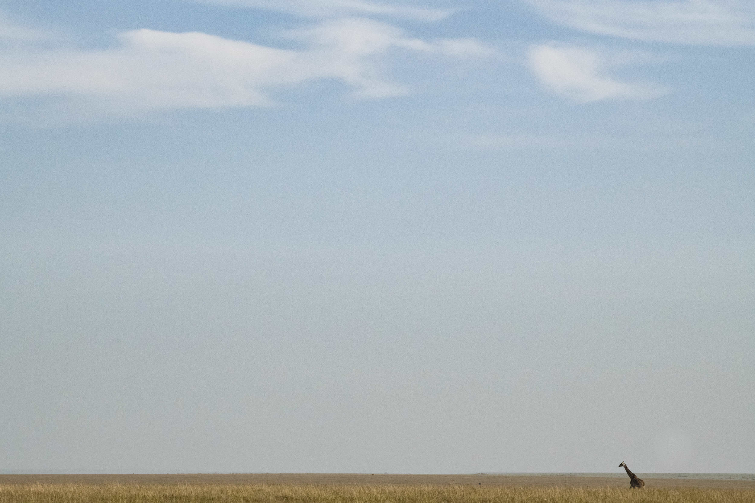 Single giraffe on African savannah landscape.jpg