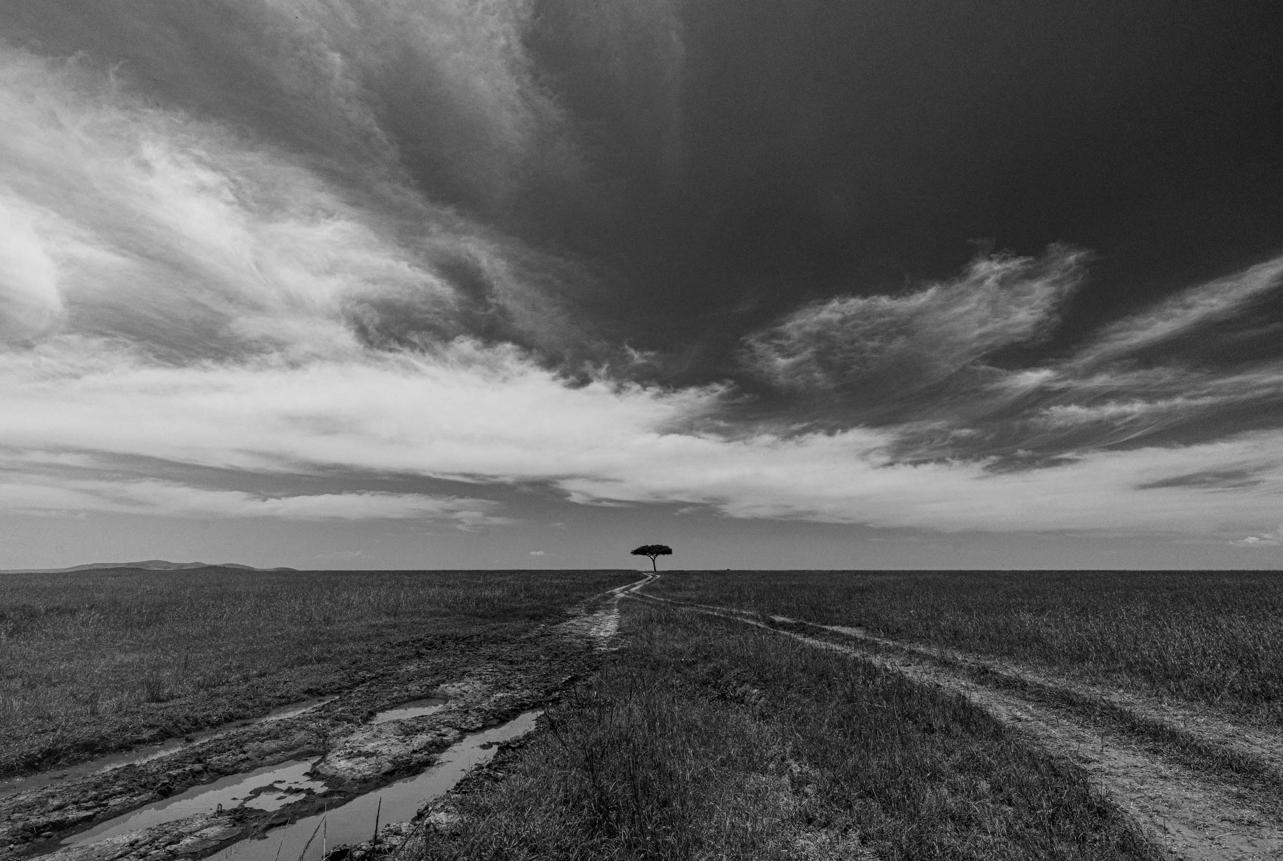 Single acacia tree against sky africa landscape black and white.jpg