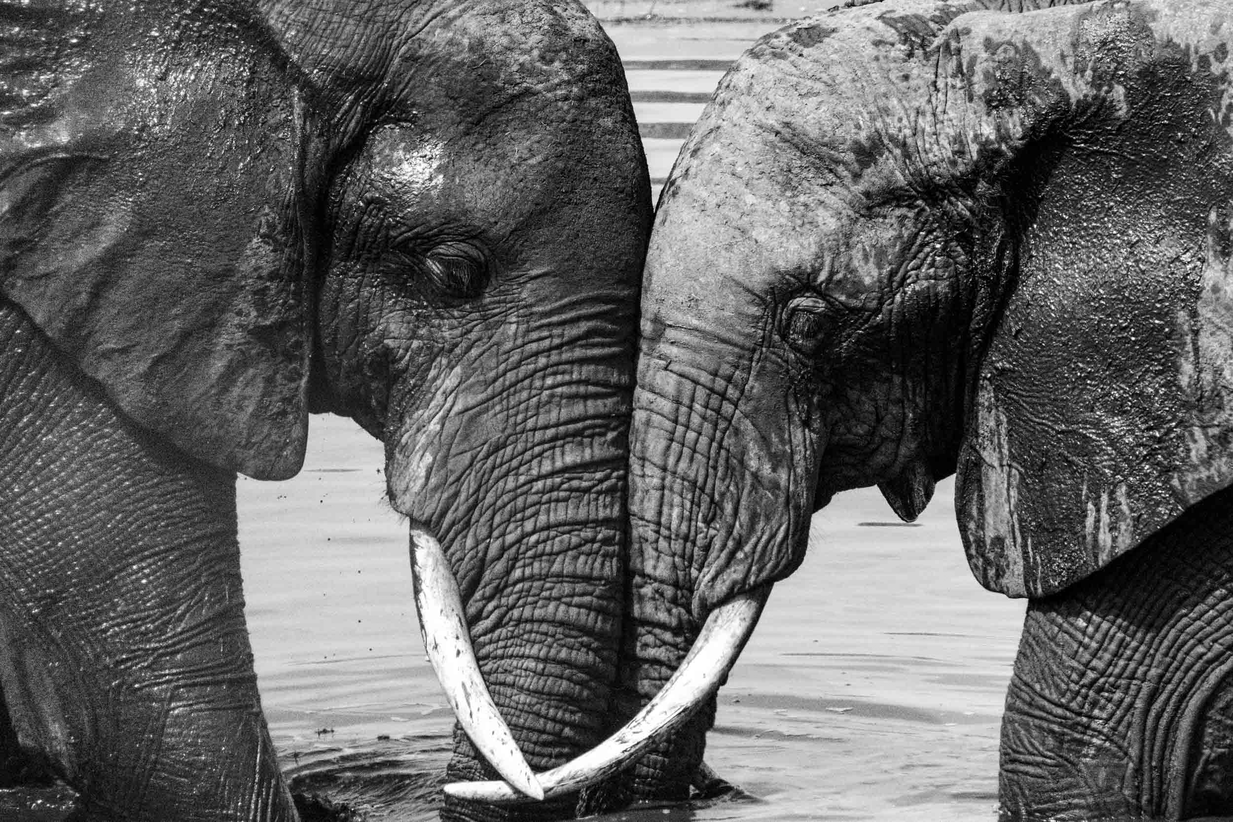 Elephant love black and white.jpg