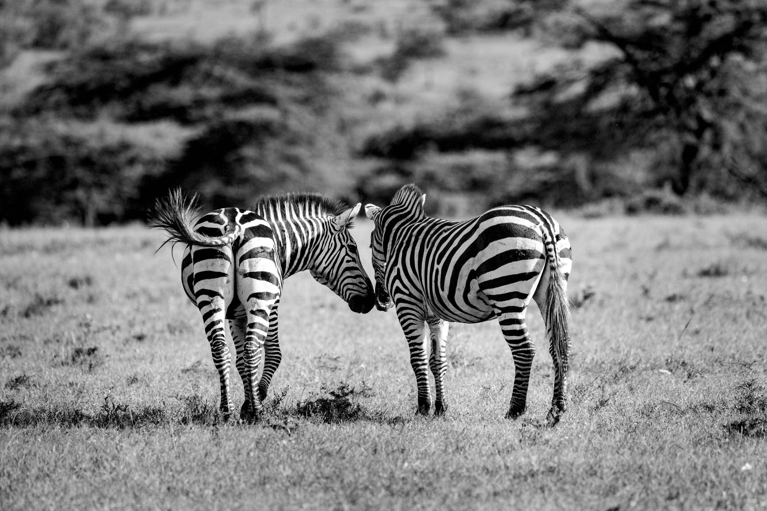 Two zebras showing love.jpg