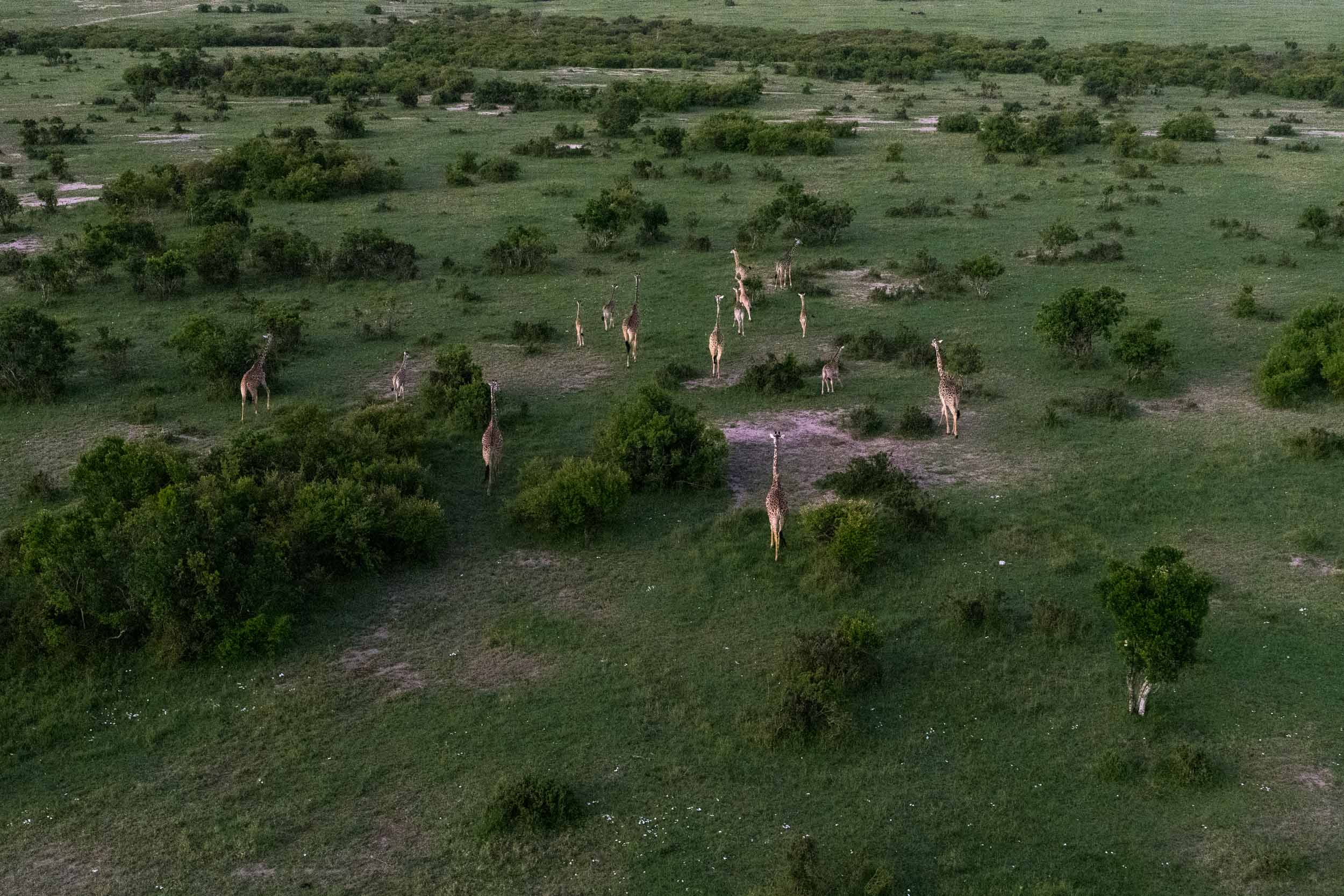 Giraffe herd aerial view.jpg