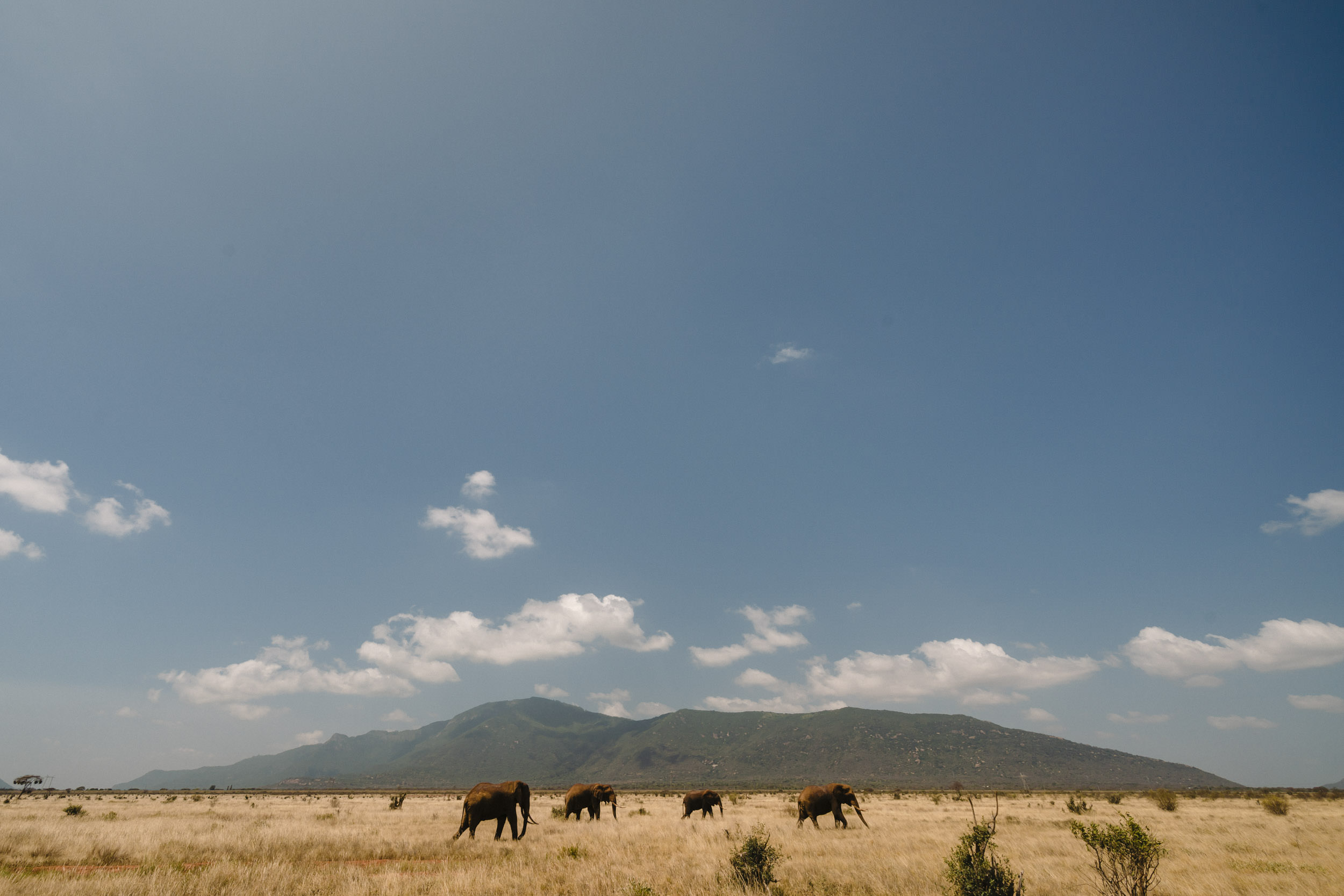 elephants african savannah landscape.jpg