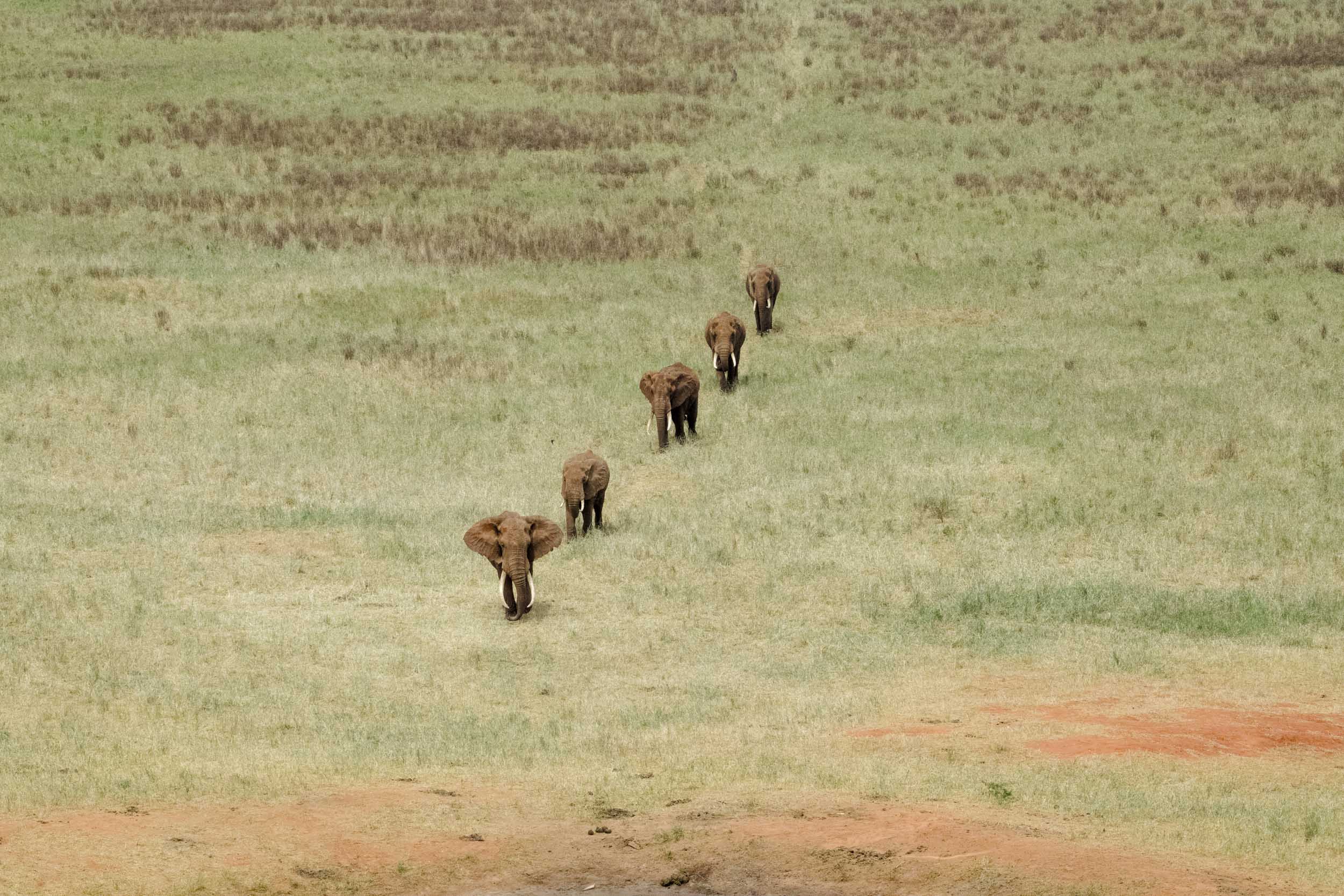 Eleplant herd family African savannah diagonal line.jpg