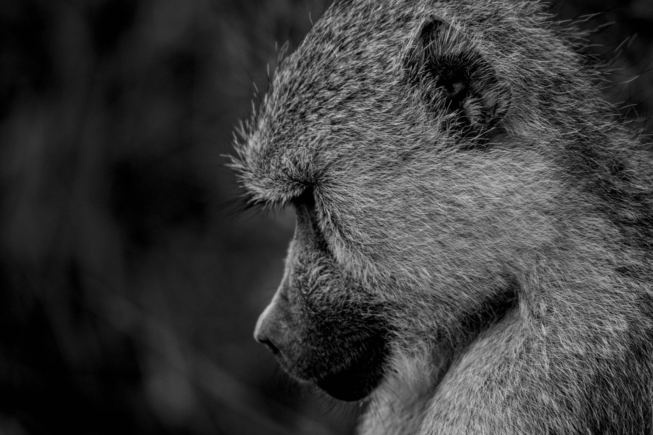 Baboon pondering black and white.jpg
