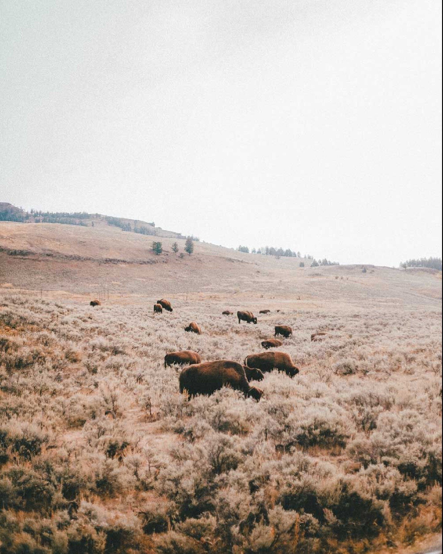 We miss you Yellowstone.

Where's your favorite road trip been this summer?