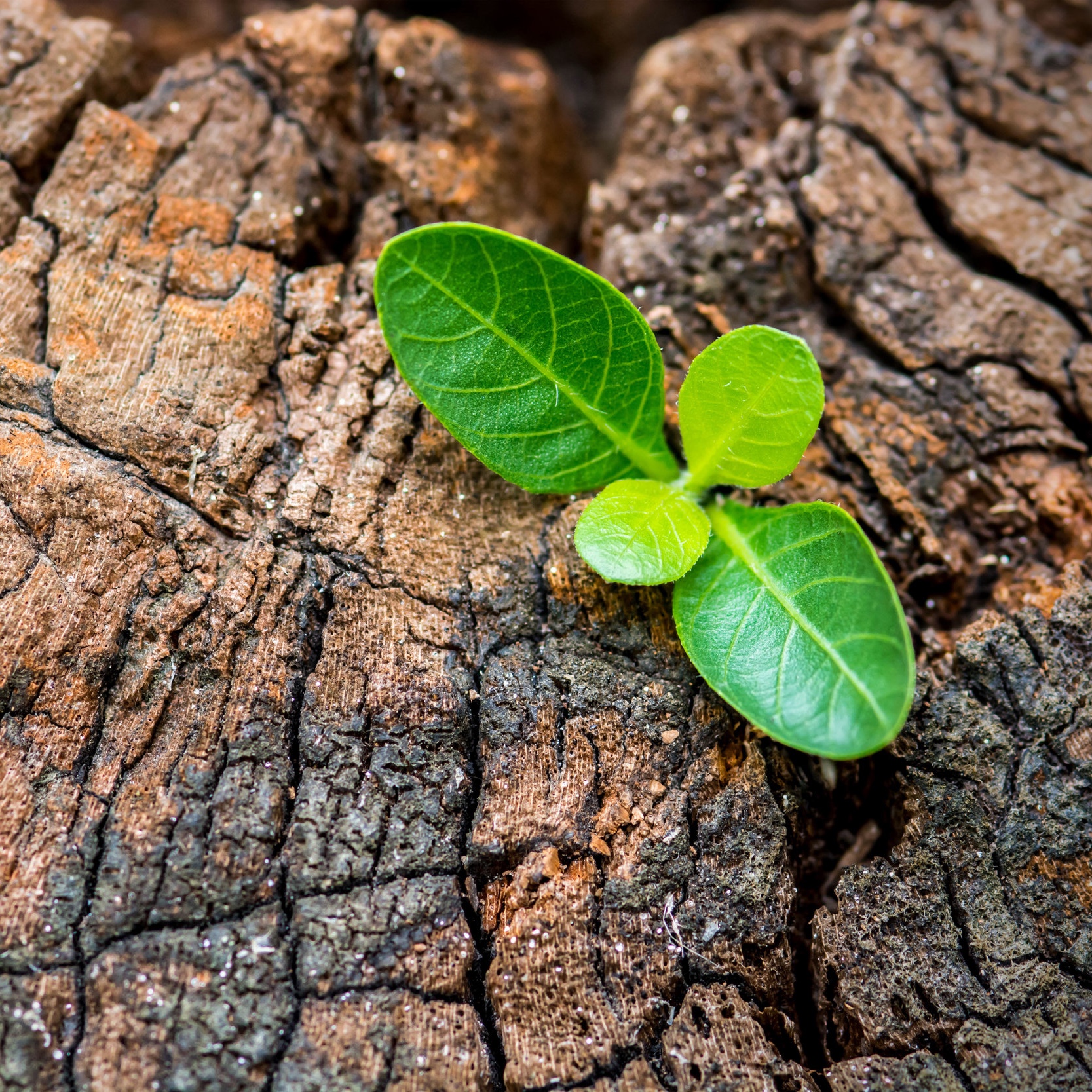 AdobeStock_107759630.jpg
