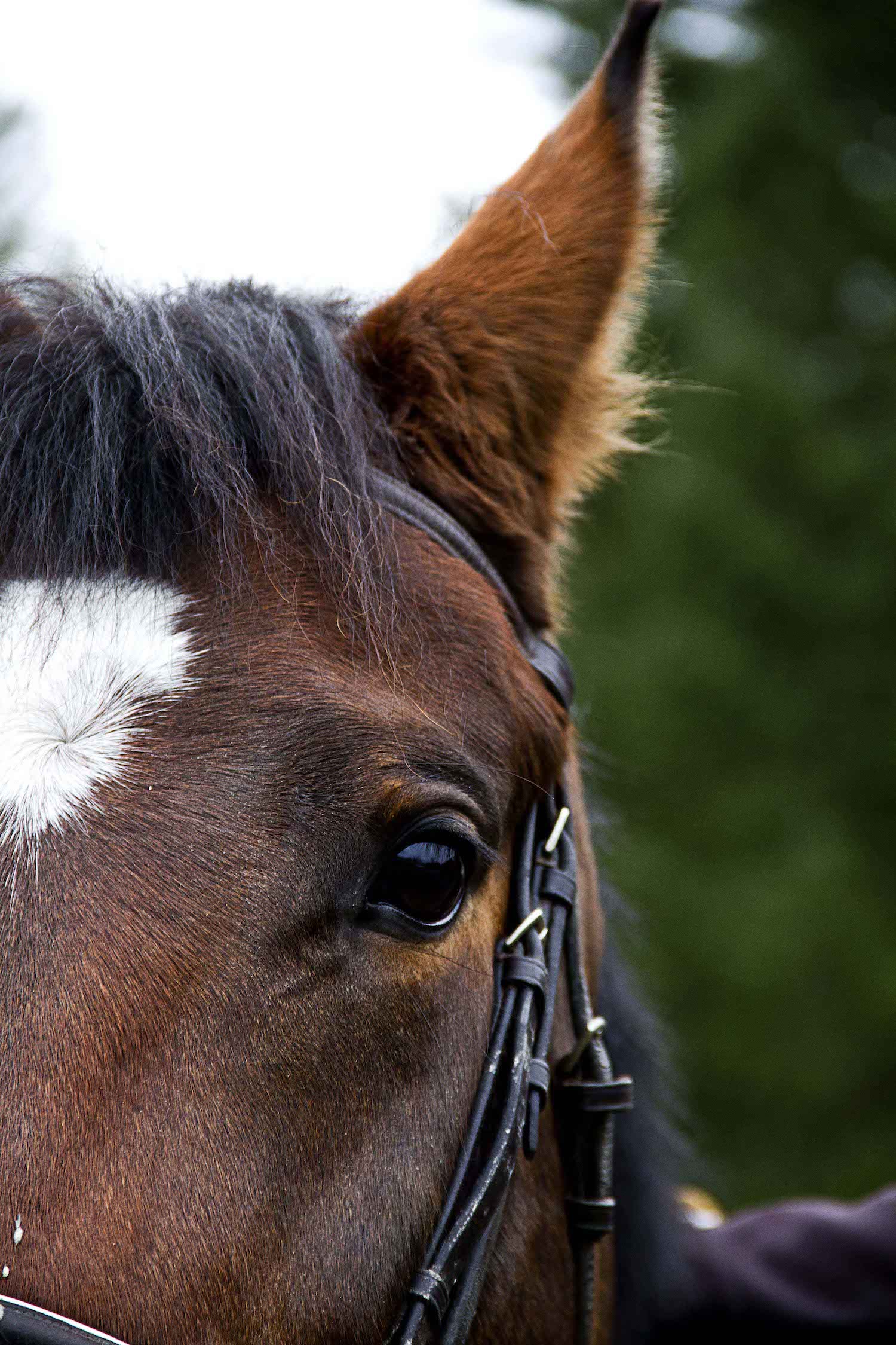 Josephine+horse+eye.jpg