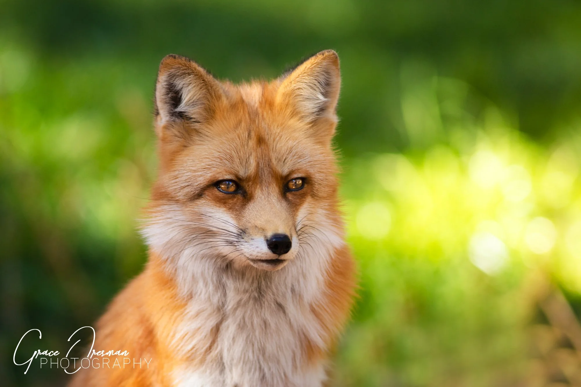 watermarked foxy.jpg