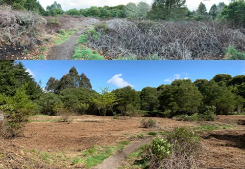 Before clearing and after clearing