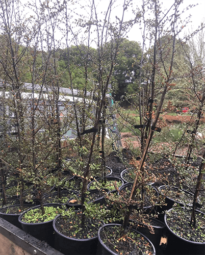 Beach trees to plant