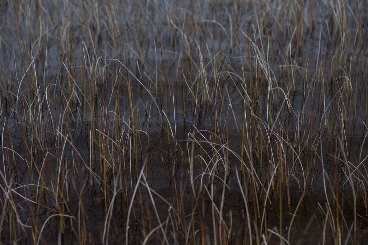 reeds.jpg