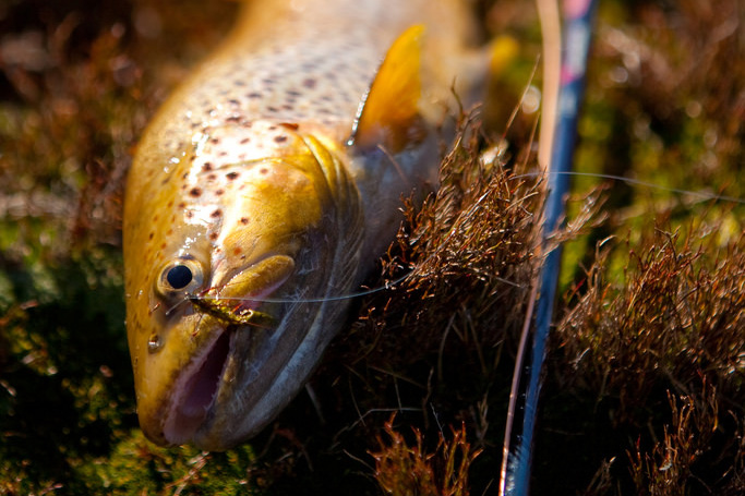 trout2.jpg