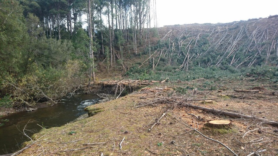 Tyenna River adjacent to pine plantation - Nov 2018