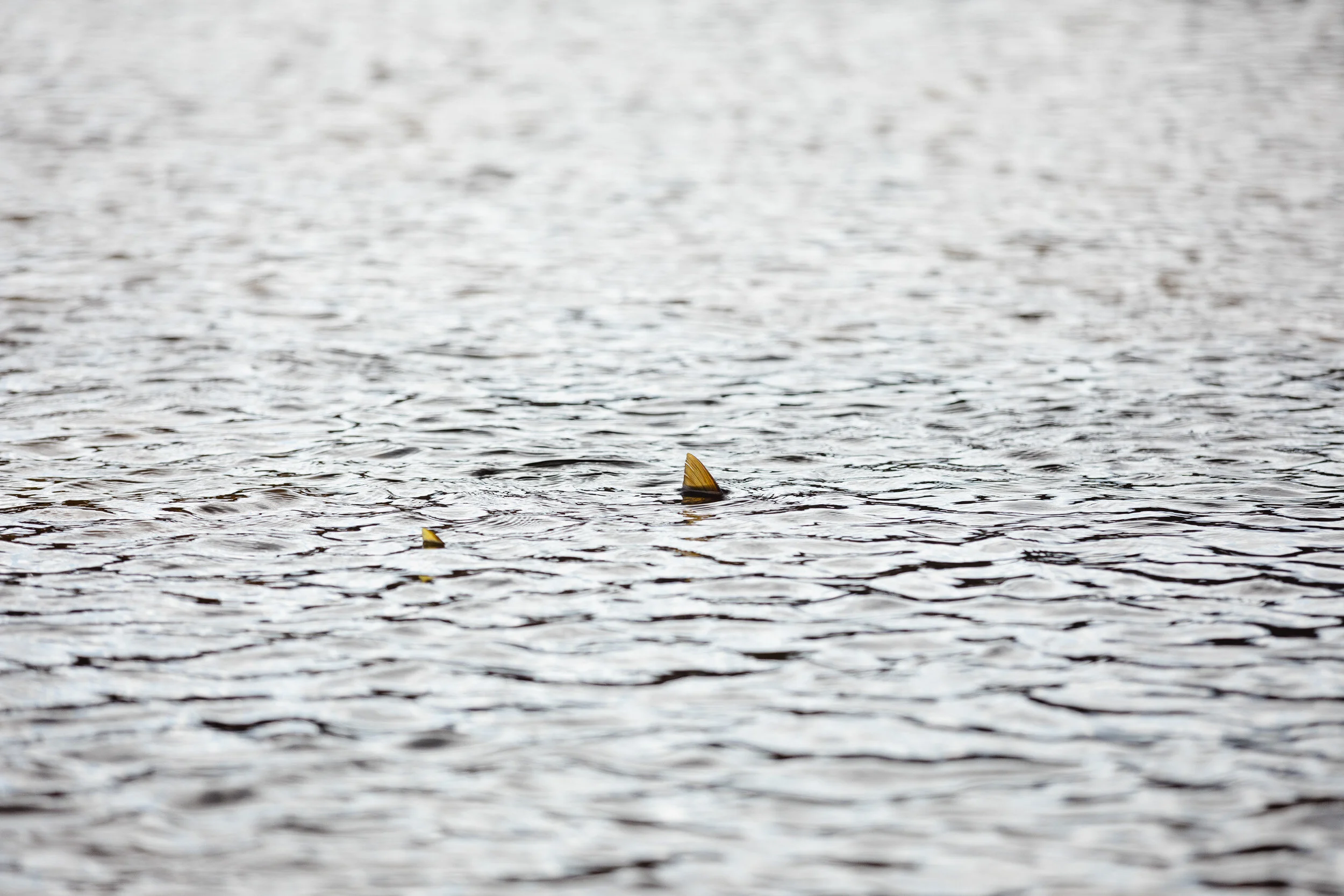 AAT Minutes of the General Meeting Nov 2020