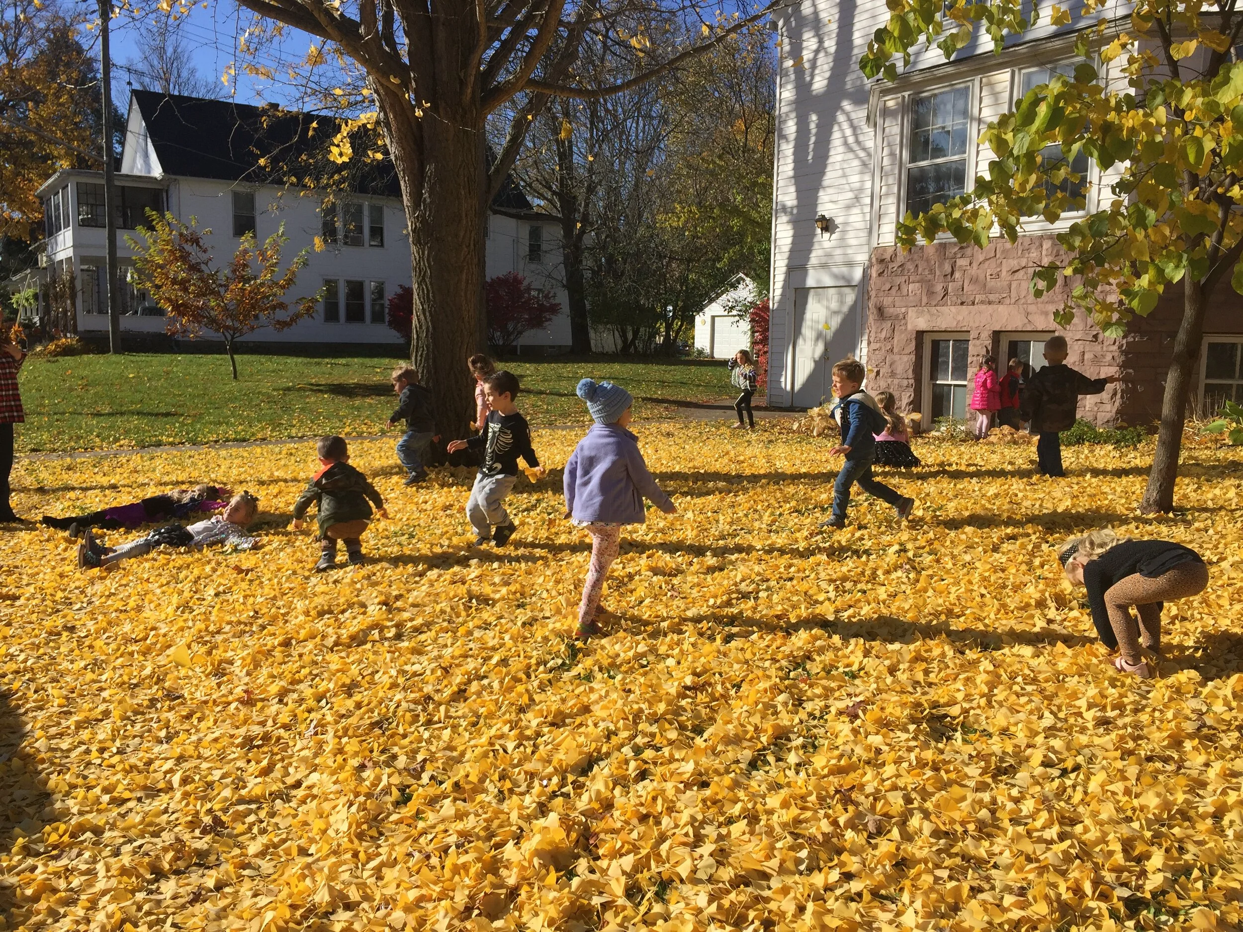 leaves.jpeg