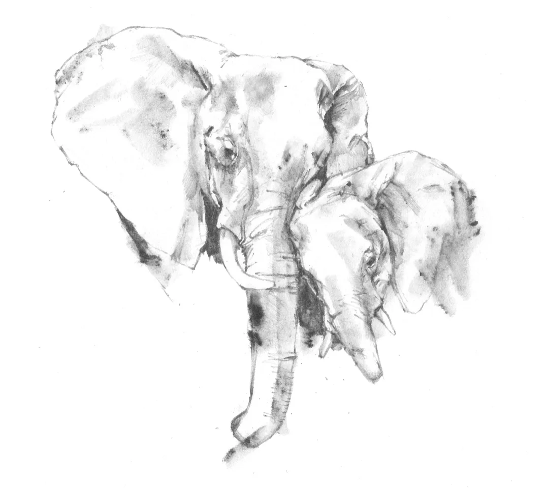 Black and white watercolor painting of two elephants facing forward.