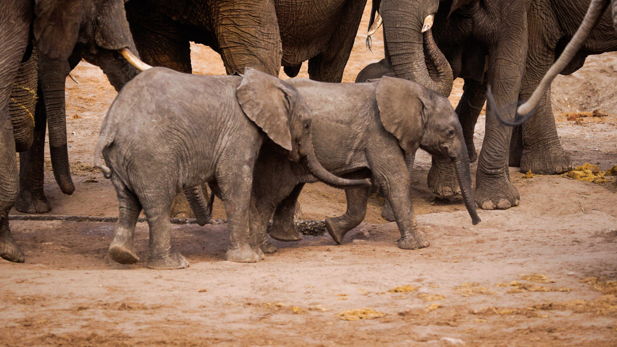 A herd of elephants walking together on a dirt ground, with two young elephants in the foreground.