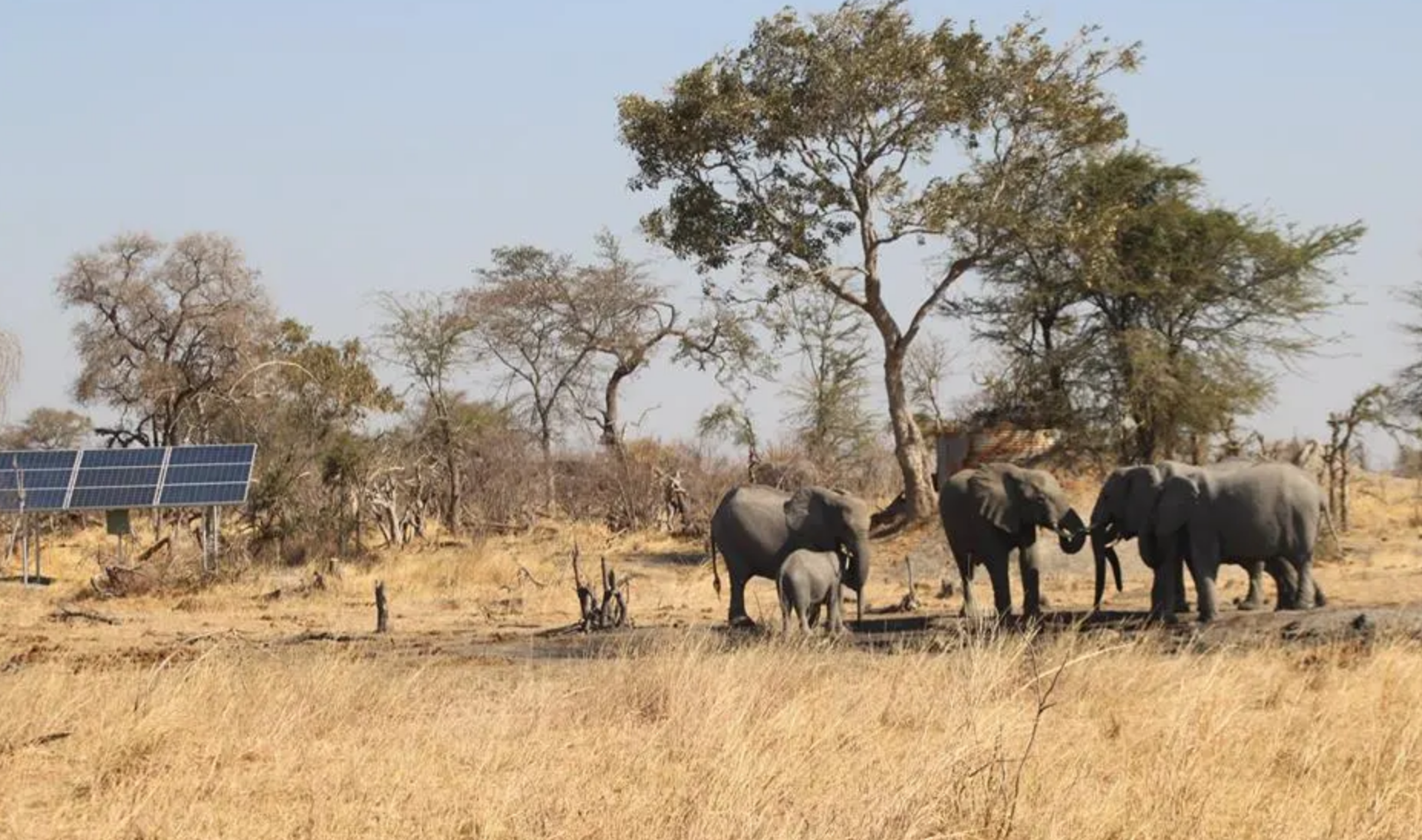 ELEPHANTS DRINK WATER.png