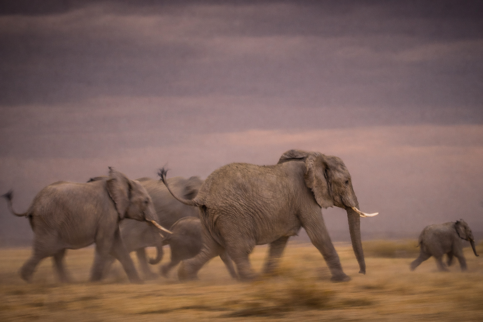 Elephant Refugees Documentary–Elephants Crossing the Kalahari During Drought.png