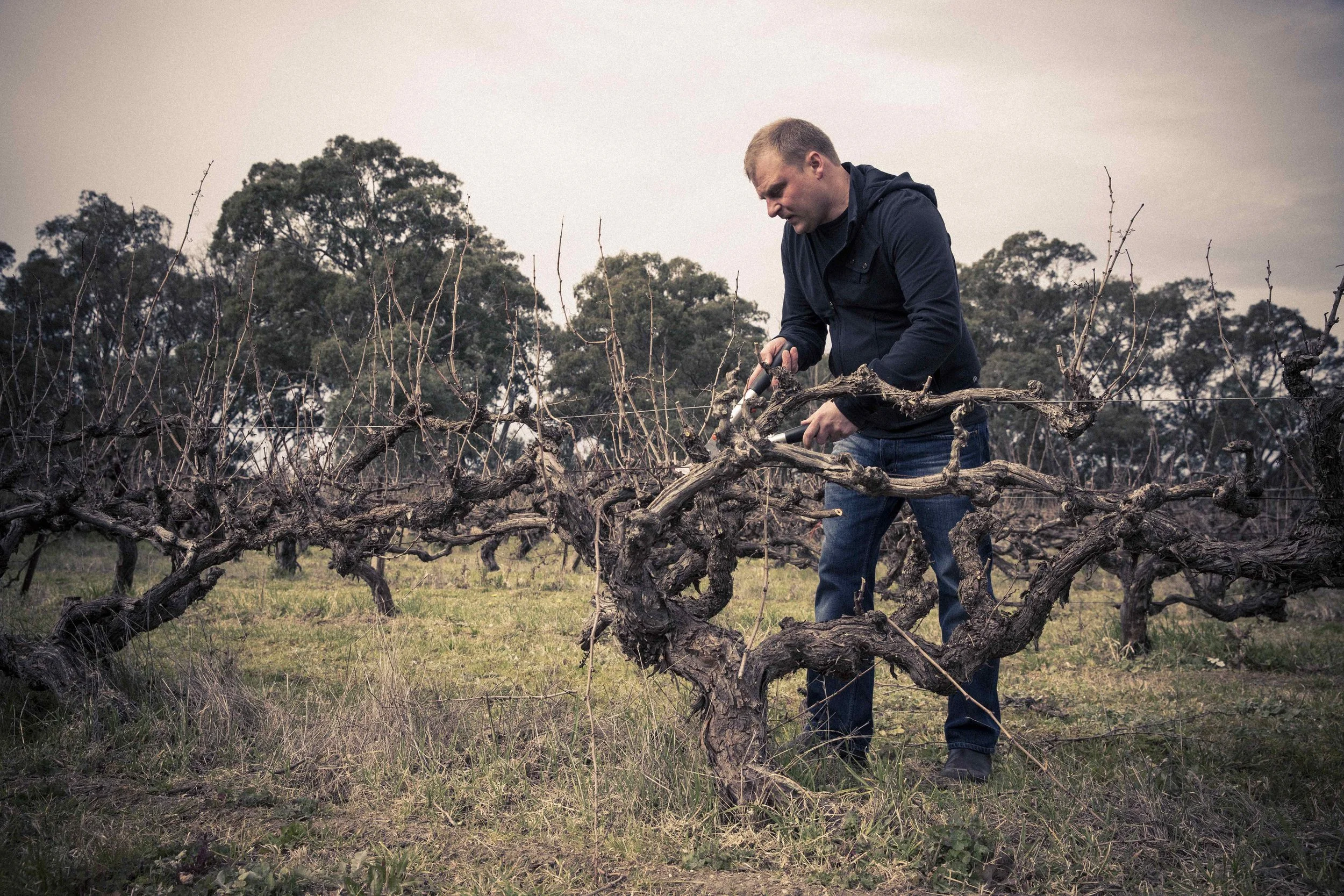 Dan Standish Pruning[2].jpg