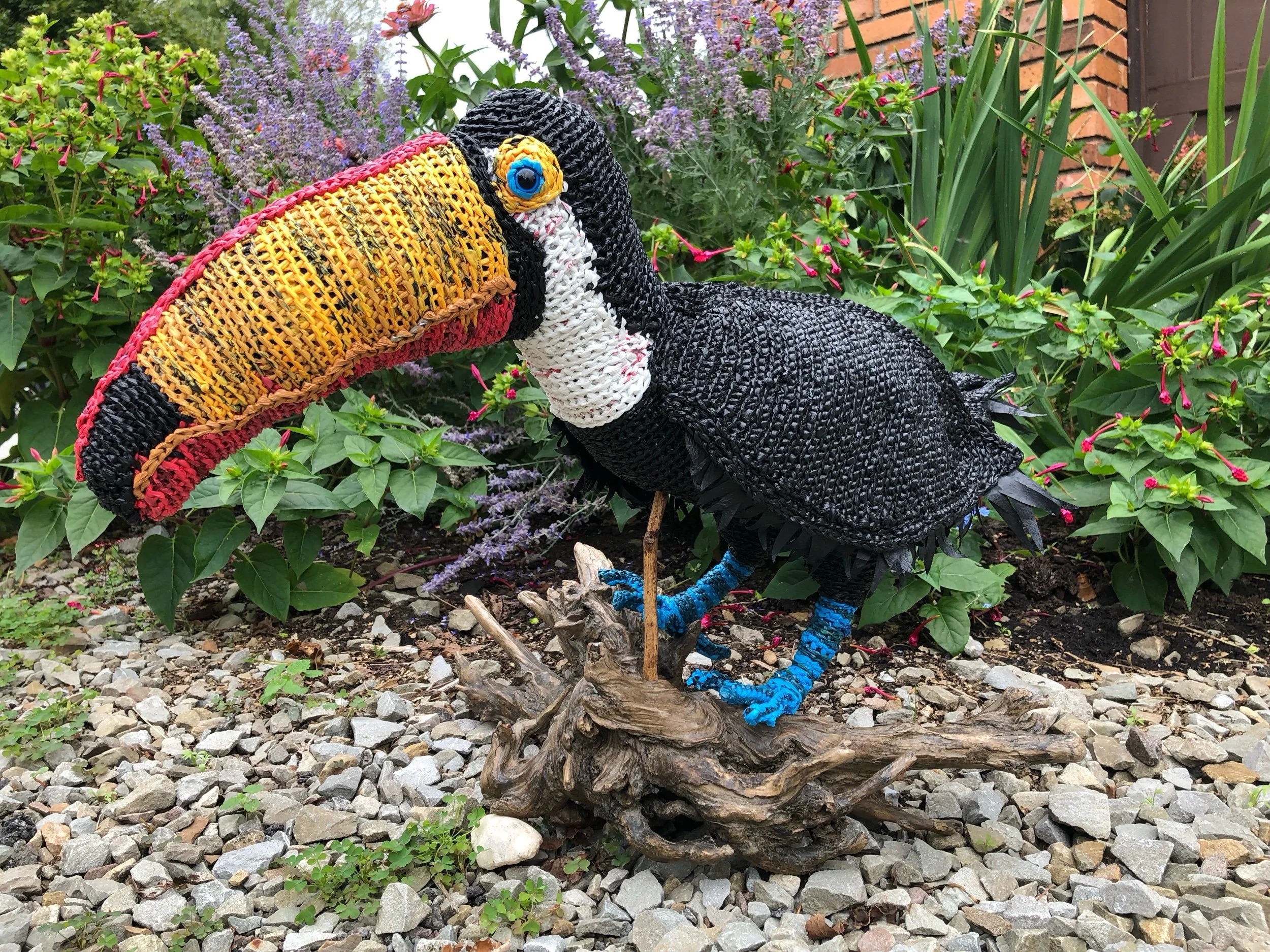 Toco Toucan
